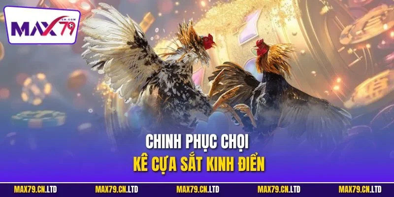 Chinh phục chọi kê cựa sắt kinh điển